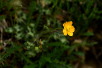 Bosboterbloem; Multiflowered Buttercup; Ranunculus polyanthemos