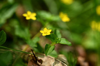 Boswederik; Yellow pimpernel; Lysimachia nemorum