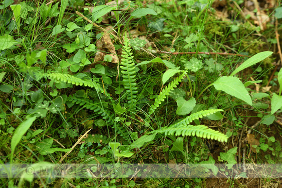 Dubbelloof; Deer fern; Struthiopteris spicant