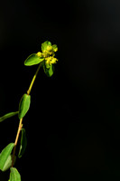 Euphorbia flavicoma subsp. Verrucosa