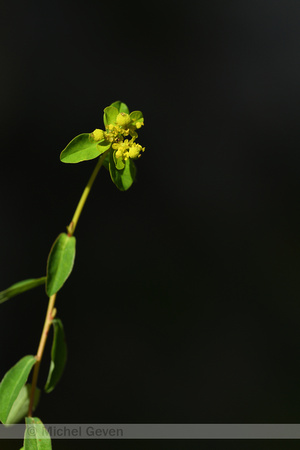 Euphorbia flavicoma subsp. Verrucosa