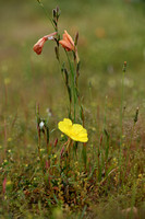 Fragrant Evening Primrose; Oenothera stricta