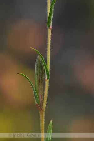 Fragrant Evening Primrose; Oenothera stricta