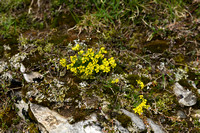 Geel hongerbloempje; Yellow Whitlowgrass; Draba aizoides