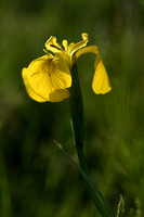 Gele lis; Yellow flag; Iris psuedacorus