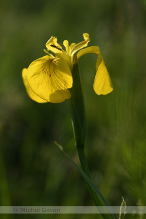 Gele lis; Yellow flag; Iris psuedacorus