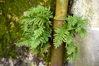 Gewone Eikvaren; Common Polypody; Polypodium vulgare