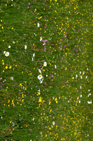 Gewone Margriet; Oxeye Daisy; Leucanthemum vulgare
