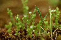 Gewone zandmuur; Thyme-leaved Sandwort; Arenaria serpyllifolia