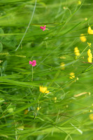 Graslathyrus; Grass Vetchling; Lathyrus nissolia