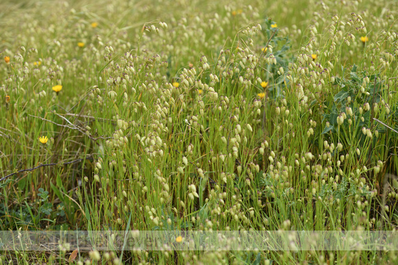 Groot trilgras; Greater Quaking grass; Briza maxima