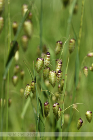 Groot trilgras; Greater Quaking grass; Briza maxima