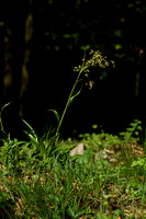 Grote veldbies; Great wood-rush; Luzula sylvatica