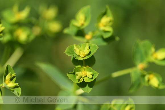 Heksenmelk; Leafy Spurge; Euphorbia esula