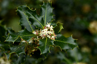 Hulst; Common holly; Ilex aquifolium