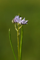 Hyacinthoides italica