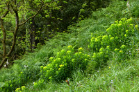 Ierse Wolfsmelk; Irish Spurge; Euphorbia hyberna