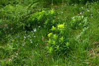Ierse Wolfsmelk; Irish Spurge; Euphorbia hyberna