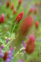 Inkarnaatklaver; Crimson Clover; Trifolium incarnatum