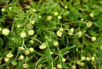Kamilleknopje; Annual Buttonweed; Cotula australis