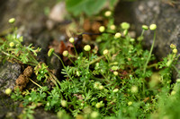 Kamilleknopje; Annual Buttonweed; Cotula australis