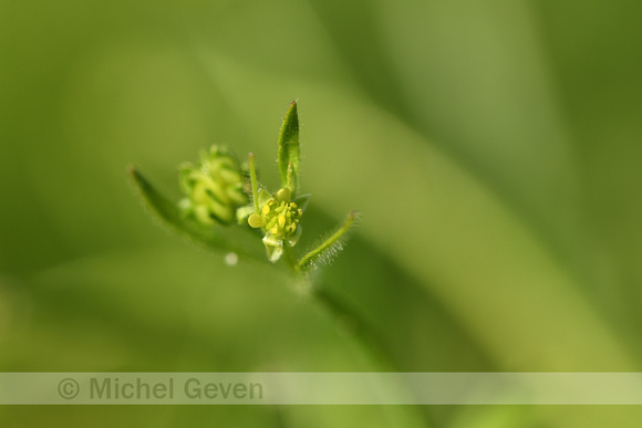 Kleine boterbloem; Small flowered Buttercup; Ranunculus parviflo