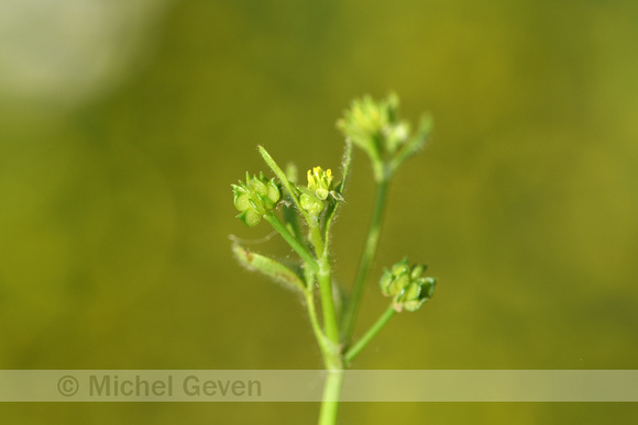 Kleine boterbloem; Small flowered Buttercup; Ranunculus parviflo