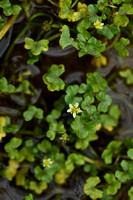 Klimopwaterranonkel; Ivy-leaved Crowfoot; Ranunculus hederaceus