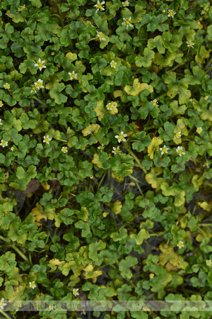 Klimopwaterranonkel; Ivy-leaved Crowfoot; Ranunculus hederaceus