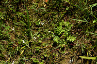 Kruipend moerasscherm; Creeping Marshwort; Helosciadium repens