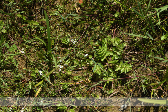 Kruipend moerasscherm; Creeping Marshwort; Helosciadium repens