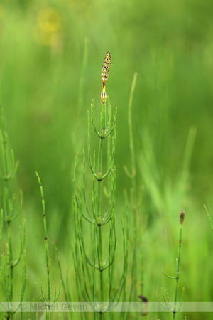 Lidrus; Marsh horsetail; Equisetum palustre