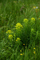 Moeraswolfsmelk; Marsh Spurge; Euphorbia palustris