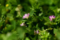 Perzische klaver; Reversed clover; Trifolium resupinatum
