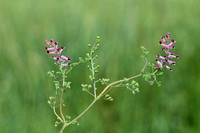 Roze duivenkervel; Few flowered Fumitory; Fumaria vaillantii