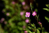 Roze Teunisbloem - Rosy Evening-primrose - Oenothera rosea