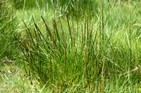 Schorrenzoutgras; Sea Arrowgrass; Triglochin maritima