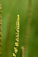 Schorrenzoutgras; Sea Arrowgrass; Triglochin maritima