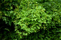 Spekwortel; Tamier commun; Dioscorea communis