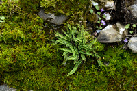Steenbreekvaren; Maidenhair Spleenwort; Alsplenium trichomanes