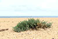 Strandvarkensgras; Sea Knotgrass; Polygonum maritimum