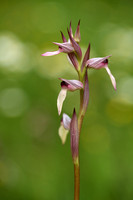 Tongorchis - Tongue-orchid - Serapias lingua