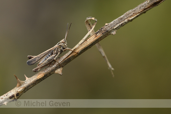 Valse bruine sprinkhaan; Raymond's Grasshopper; Omocestus raymondi