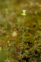 Vlasbekje; Common Toadflax; Linaria vulgaris