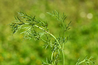 Weidekerveltorkruid - Narrow-leaved Water Dropwort - Oenanthe silaifolia