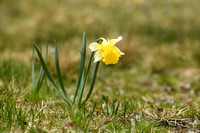 Wilde narcis; Wild Daffodil; Narcissus pseudonarcissus
