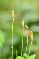 Vertakte paardenstaart; Branched Horsetail; Equisetum ramosissim