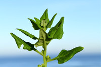Nieuw Zeelandse Spinazie - New Zealand spinach - Tetragonia tetragonioides