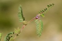 Astragalus sesameus