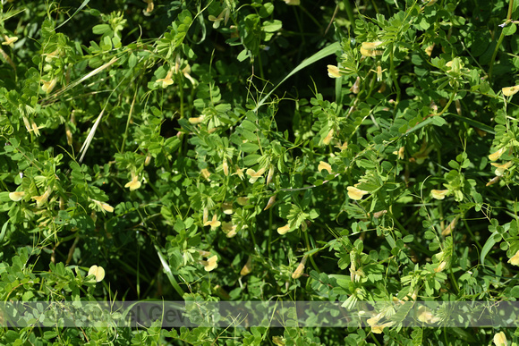 Basterdwikke; Hairy yellow vetch; Vicia hybrida